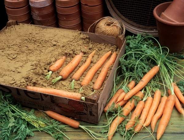 10種《食材保存小知識》把蘿蔔放進土中的用意是? 10種《食材保存小知識》把蘿蔔放進土中的用意是?