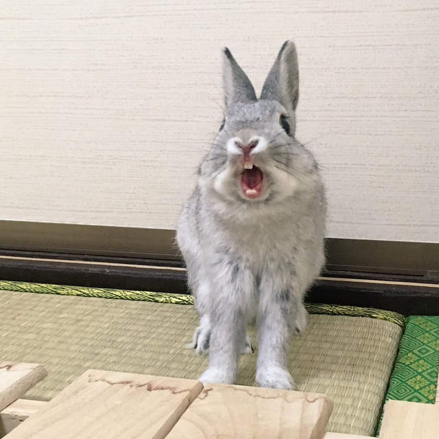 《兔子的崩壞寫真大賽》沒想到兔兔顏面崩壞起來也一樣好笑ww 《兔子的崩壞寫真大賽》沒想到兔兔顏面崩壞起來也一樣好笑ww