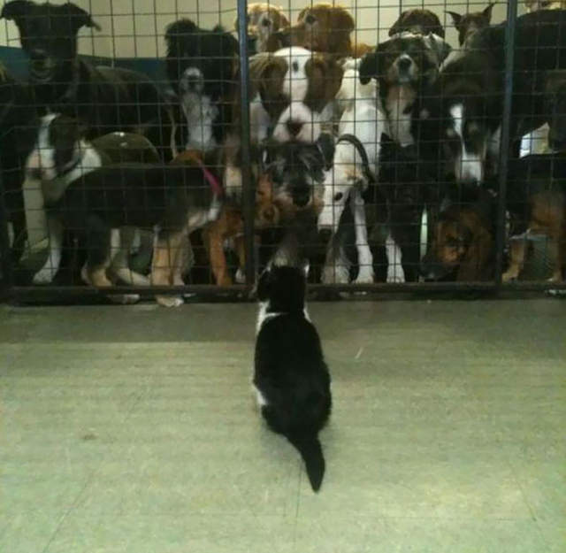 《霸氣外露的動物》無論發生什麼大事牠鳥都不鳥你