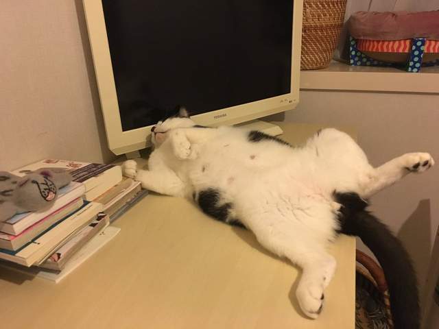 《醉漢貓咪睡姿》看到這樣的睡法就知道~夏天來啦 《醉漢貓咪睡姿》看到這樣的睡法就知道~夏天來啦