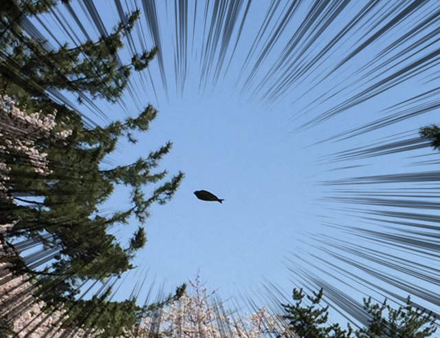 網友熱論《漂浮空中的竹筴魚》超謎黑影到底是鳥還是魚！？