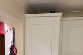 推特話題《真實躲貓貓#spotthecat》快來找找這些藏頭不藏耳的小傢伙(笑) 推特話題《真實躲貓貓#spotthecat》快來找找這些藏頭不藏耳的小傢伙(笑)