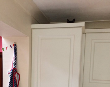 推特話題《真實躲貓貓#spotthecat》快來找找這些藏頭不藏耳的小傢伙(笑) 推特話題《真實躲貓貓#spotthecat》快來找找這些藏頭不藏耳的小傢伙(笑)