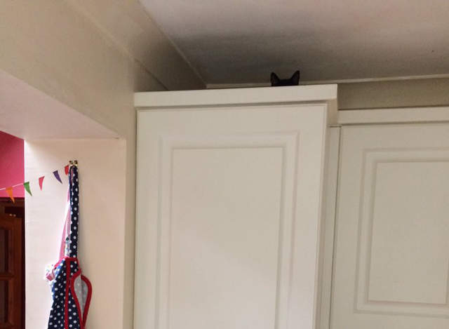 推特話題《真實躲貓貓#spotthecat》快來找找這些藏頭不藏耳的小傢伙(笑) 推特話題《真實躲貓貓#spotthecat》快來找找這些藏頭不藏耳的小傢伙(笑)