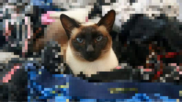 請問您有弄丟內褲嗎《飼主刊登訊息道歉自家有偷褲貓》可這表情完全不像小偷ww