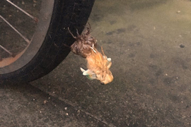 《車輪上的夏蟬》夏天騎車之前先確認一下有沒有羽化中的蟬 《車輪上的夏蟬》夏天騎車之前先確認一下有沒有羽化中的蟬