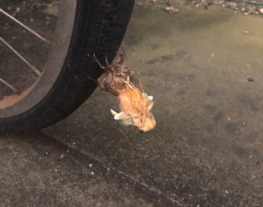 《車輪上的夏蟬》夏天騎車之前先確認一下有沒有羽化中的蟬 《車輪上的夏蟬》夏天騎車之前先確認一下有沒有羽化中的蟬