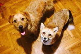 《被救援的狐狸與狗狗好朋友》兩小無猜的感覺真美好♥ 《被救援的狐狸與狗狗好朋友》兩小無猜的感覺真美好♥
