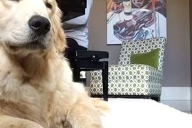 《跟著鋼琴唱歌的黃金獵犬》你到底是在合聲還是在哭..... 《跟著鋼琴唱歌的黃金獵犬》你到底是在合聲還是在哭.....