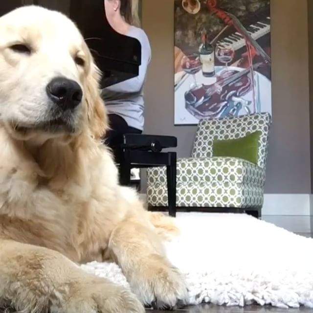《跟著鋼琴唱歌的黃金獵犬》你到底是在合聲還是在哭..... 《跟著鋼琴唱歌的黃金獵犬》你到底是在合聲還是在哭.....