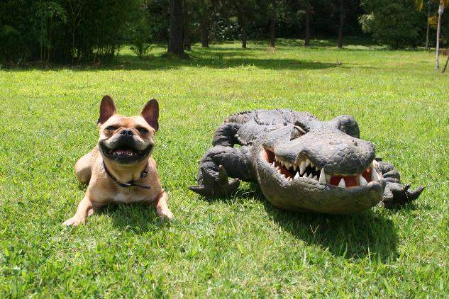 萬聖節惡作劇《狗狗裝成鱷魚整人》各種把人嚇的屁滾尿流啊啊啊