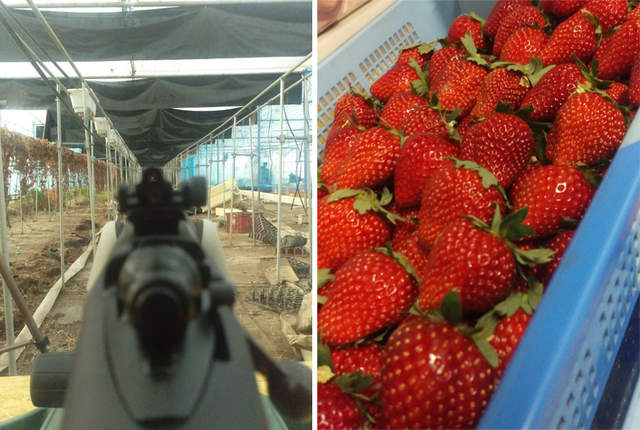 《草莓園變射擊場》愛好生存遊戲的農家也太可愛了吧（笑）