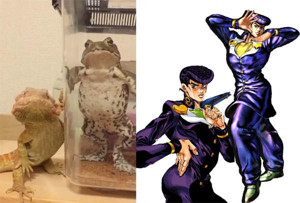 《JOJO姿的蜥蜴與青蛙》怎麼可以如此帥氣～