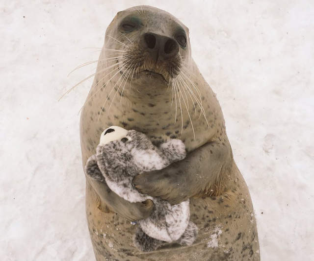 好療癒《海豹抱海豹娃娃》有如炫耀自己小孩般的滿足表情❤ 好療癒《海豹抱海豹娃娃》有如炫耀自己小孩般的滿足表情❤