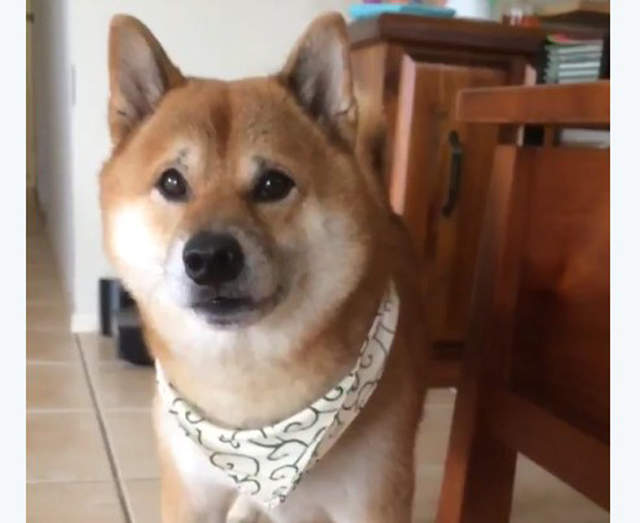 《讓人無法生氣的柴犬》用這個表情一直做傻事生氣不起來www 《讓人無法生氣的柴犬》用這個表情一直做傻事生氣不起來www