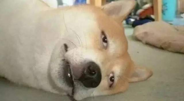 七夕就是要互相傷害《情侶必做的項目CHECK》單身狗退散吧