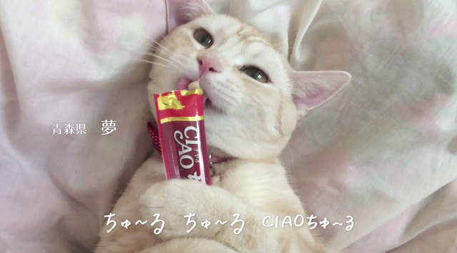 《讓貓咪瘋狂的零食條》一看到條狀包裝就露出渴望眼神ww 《讓貓咪瘋狂的零食條》一看到條狀包裝就露出渴望眼神ww