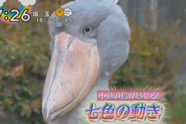 動物朋友效應《鯨頭鸛特集害石田三成躺著也中槍》誰教你們長得那麼像…… 動物朋友效應《鯨頭鸛特集害石田三成躺著也中槍》誰教你們長得那麼像……