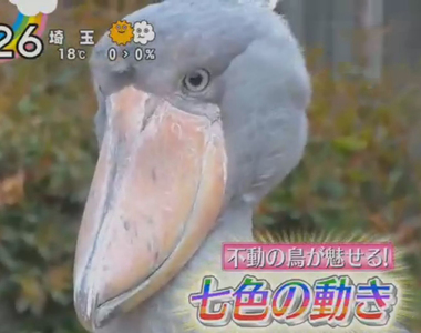 動物朋友效應《鯨頭鸛特集害石田三成躺著也中槍》誰教你們長得那麼像…… 動物朋友效應《鯨頭鸛特集害石田三成躺著也中槍》誰教你們長得那麼像……