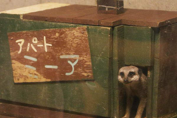 《隱藏在狐獴介紹文背後的秘密》動物角度才能看到的內容究竟是？