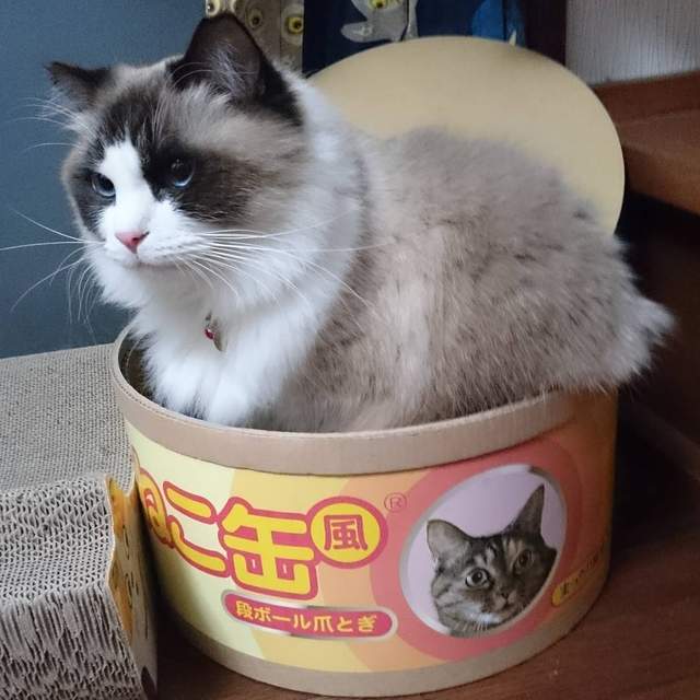 毛茸茸《貓罐頭》打開會有真正的喵星人現身❤ 毛茸茸《貓罐頭》打開會有真正的喵星人現身❤