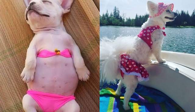 抱歉現在是《狗狗比基尼》第一次看到只露三點的泳衣 抱歉現在是《狗狗比基尼》第一次看到只露三點的泳衣