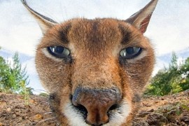 《動物的近距離特寫大頭照》這就叫攝影機嗎?能吃嗎? 《動物的近距離特寫大頭照》這就叫攝影機嗎?能吃嗎?