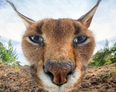 《動物的近距離特寫大頭照》這就叫攝影機嗎?能吃嗎? 《動物的近距離特寫大頭照》這就叫攝影機嗎?能吃嗎?