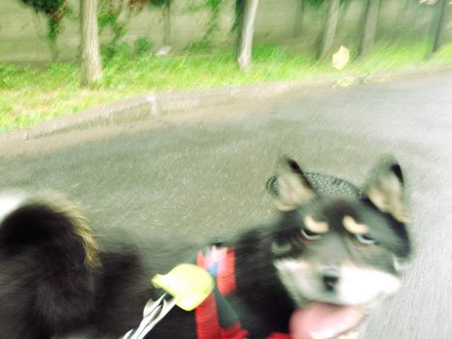 醜到主人都認不得《狗狗的崩壞寫真大賽》這種照片我超多的啊（滑手機）