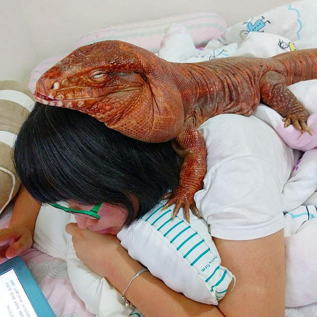 最紅爬蟲類《跟狗狗一樣大隻的蜥蜴》冷血動物也可以是最溫暖的好朋友 最紅爬蟲類《跟狗狗一樣大隻的蜥蜴》冷血動物也可以是最溫暖的好朋友