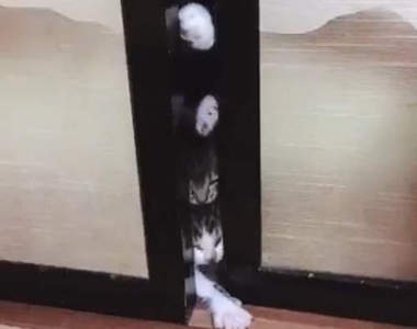 《貓版惡靈古堡》活屍電影常見的情節竟然在家裡真實上演ww 《貓版惡靈古堡》活屍電影常見的情節竟然在家裡真實上演ww