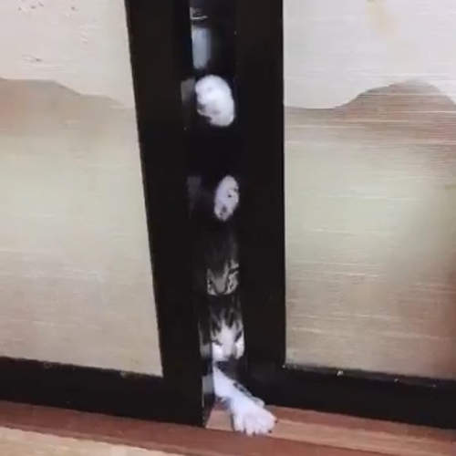 《貓版惡靈古堡》活屍電影常見的情節竟然在家裡真實上演ww