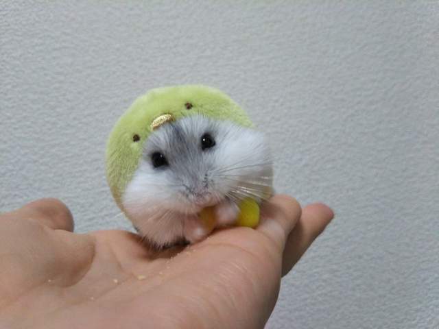 超可愛的《角落生物倉鼠裝》這穿起來也太剛好了吧ww 超可愛的《角落生物倉鼠裝》這穿起來也太剛好了吧ww