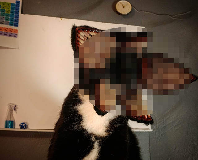 《貓的萬聖節》網友表示：你最近最好是睜眼睡覺喔...