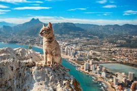 《世界各地的貓》國際共通語言就是慵懶(躺) 《世界各地的貓》國際共通語言就是慵懶(躺)