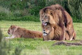 獅子也流行BL?《兩隻雄獅當眾激情「啪啪啪」》旁邊母獅一臉尷尬 獅子也流行BL?《兩隻雄獅當眾激情「啪啪啪」》旁邊母獅一臉尷尬