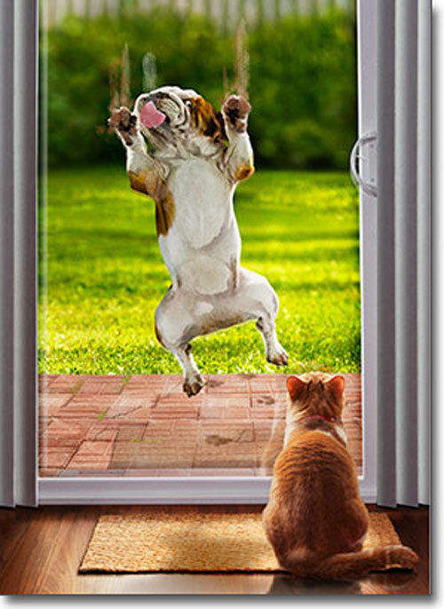 《對玻璃門有陰影的毛小孩》這裡有玻璃門～幫我開門～（揮空）