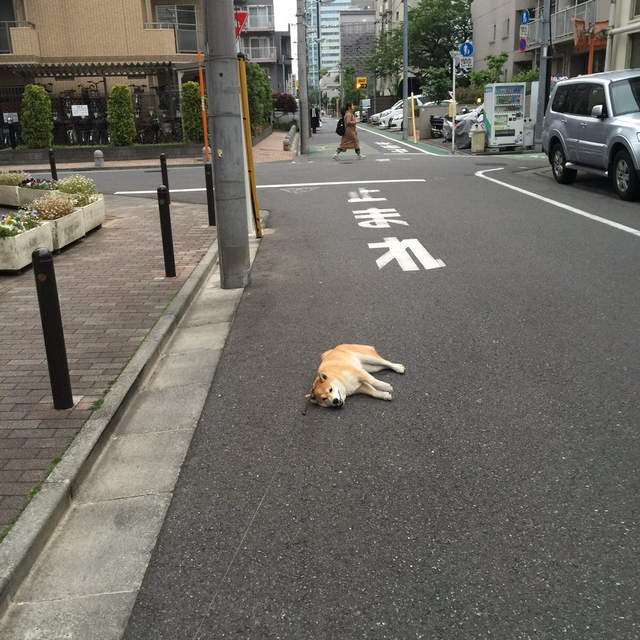 實驗《到處躺的柴犬YU》如果主人走遠牠還會繼續躺著不走嗎? 實驗《到處躺的柴犬YU》如果主人走遠牠還會繼續躺著不走嗎?