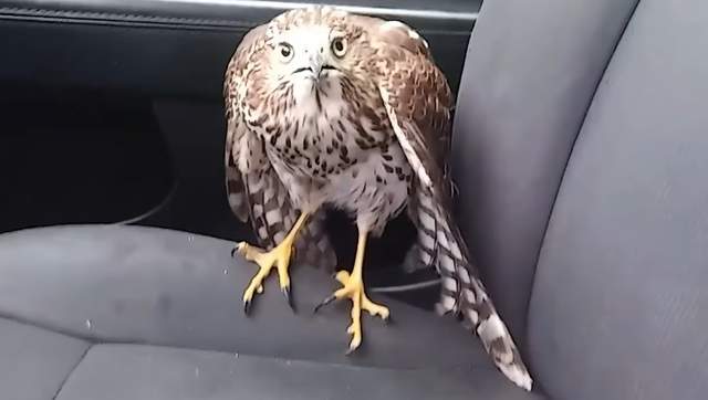 颶風受災戶《避難老鷹》天空之王也敵不過強烈颶風... 颶風受災戶《避難老鷹》天空之王也敵不過強烈颶風...