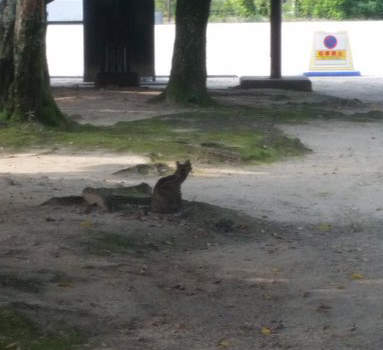 《路邊貓咪的真相》貓咪?塑膠袋?傻傻分不清楚啦~ 《路邊貓咪的真相》貓咪?塑膠袋?傻傻分不清楚啦~