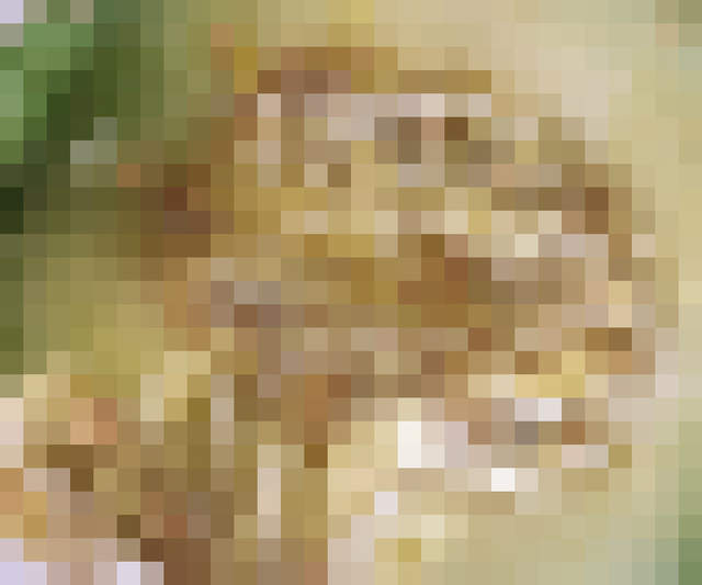 閱覽注意《恐怖哈密瓜》比起原因更讓人在意吃起來什麼味道ww