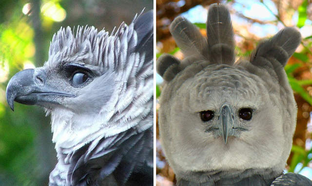 猛禽界霸主《角鵰》正面卻是超反差萌感十足（笑）