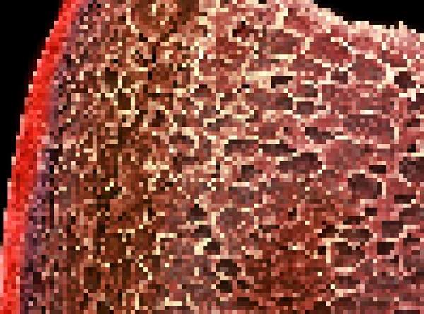 【密集恐懼注意】《顯微鏡下的真相》任何物品在顯微鏡前都打回原形 【密集恐懼注意】《顯微鏡下的真相》任何物品在顯微鏡前都打回原形