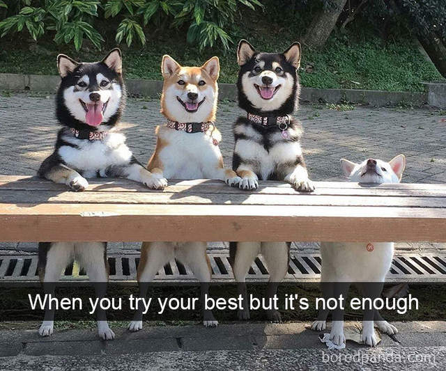 《汪星人治癒Snapchat》狗狗真是一種心思細膩的動物...？