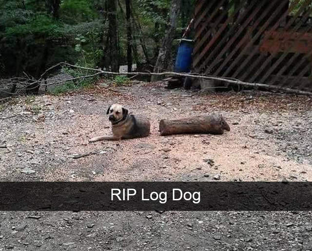 《爆笑狗狗Snapchat照》汪星人渾然天成的搞笑天分 《爆笑狗狗Snapchat照》汪星人渾然天成的搞笑天分