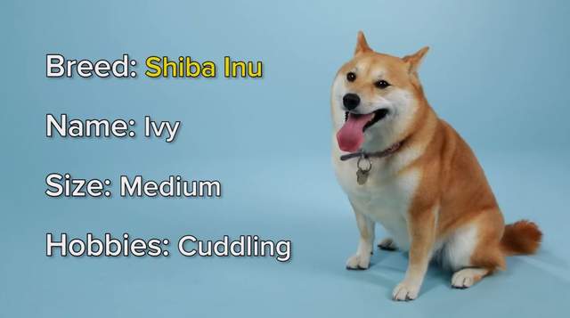 I Want You狗版《挑戰矇眼猜出狗狗品種》柴柴的毛摸著摸著就陷進去了