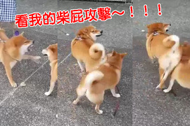 《柴柴的屁屁攻擊》這隻柴一定是偷偷看了競女對吧~ 《柴柴的屁屁攻擊》這隻柴一定是偷偷看了競女對吧~