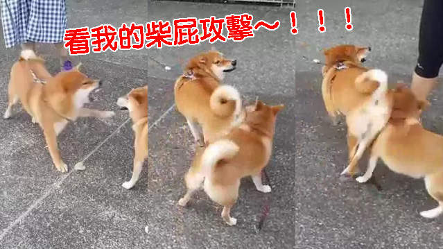 《柴柴的屁屁攻擊》這隻柴一定是偷偷看了競女對吧~ 《柴柴的屁屁攻擊》這隻柴一定是偷偷看了競女對吧~
