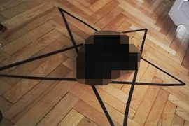 男子實驗《貓咪傳送裝置》無效 竟意外發現貓咪的駭人真面目...!? 男子實驗《貓咪傳送裝置》無效 竟意外發現貓咪的駭人真面目...!?