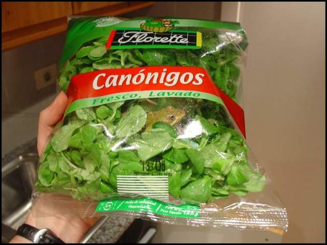 《生菜沙拉裏頭有青蛙》起碼證明沙拉是無農藥而且新鮮的嘛www 《生菜沙拉裏頭有青蛙》起碼證明沙拉是無農藥而且新鮮的嘛www